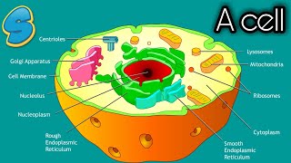 Cell structure and functions በአማርኛ Grade 7 Biology unit 2 part 2 [upl. by Gytle]