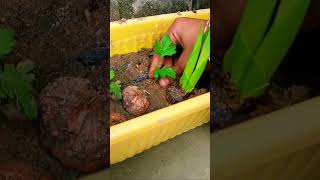 Nursery se plants ki chori kar li 🪴✨ terrace garden chori nursery plants cuttings viralvideo [upl. by Rotman]