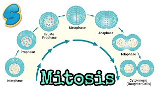 Mitosis በአማርኛ Grade 10 Biology Unit 2 Part 2 [upl. by Siocnarf]