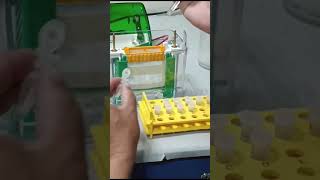 SDSPAGE  SDS  Poly Acrylamide Gel Electrophoresis  Molecular weight of a protein [upl. by Horner]