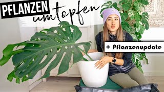 Gigantischer Monstera Ableger Eintopfen  Pflanzen Update zu meinen BaliPflanzen 🌱 [upl. by Justina]