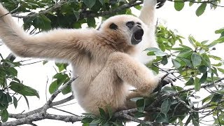 White Handed Gibbon Call [upl. by Nuhsar250]