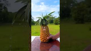 Maliks girlfriend will drink pineapple juice 🍍😁 shorts funny viralshorts [upl. by Cilegna]