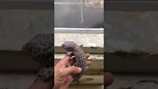 Gecko sound  Cận cảnh con tắc kè gecko reptiles iguana chipkali ตุ๊กแก lizard bebek kucing [upl. by Sylirama300]