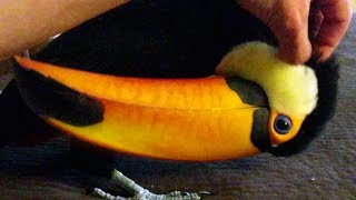 My Toucan can absolutely NOT stay still Until she wants cuddles [upl. by Obelia]