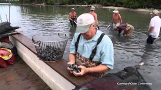 Oyster Farmers Under Threat From Ocean Acidification  Video [upl. by Anderea]