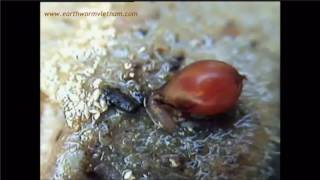 How Earthworm Cocoon Hatch  Part 2 [upl. by Esinert]