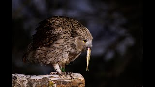 Blakistons Fish Owl fishing [upl. by Aret693]