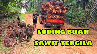 INILAH CARA PETANI SAWIT INDONESIA LODING BUAH SAWIT BESAR [upl. by Azeria]