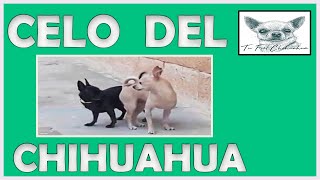 🤔 Cómo saber 🤔 cuándo una chihuahua está en 🐕 celo 🐕 [upl. by Alberik205]