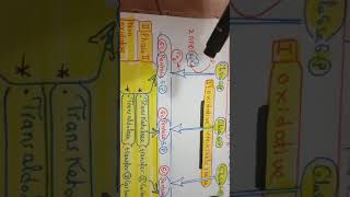 سنه ثانيهHMP pathway metabolism of RBCs [upl. by Saree863]