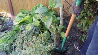 Brugmansia  Getting it Ready for Winter [upl. by Assenna]