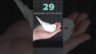 1 day to 32 days growth birds budgies SDBIRDFARM viralbirds youtube viralvideo [upl. by Madigan]