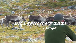 Villreinjakt 2021  Reinsjakt 2021  Reinsjakt i Lesja  Caribou hunting in Norway [upl. by Jolene]