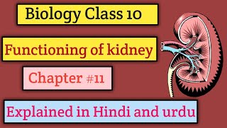 quotUnderstanding Kidney Function The Bodys Natural Filtersquot Explained in Hindi and urdu [upl. by Anesusa]