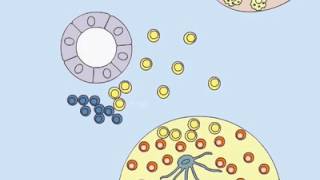 Germinal Centers [upl. by Straub]