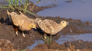 Chestnutbellied Sandgrouse Drinking [upl. by Yenrab]