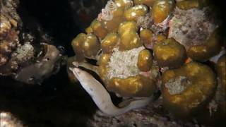 Moray Eels Mating [upl. by Crin501]