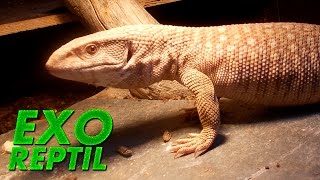 Exo Reptil  Alimentación de Varano de la Sabana  Varanus exanthematicus [upl. by Weber278]