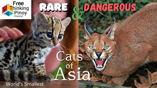 10 Mabagsik na Pusa Na Kakaiba sa Asia  10 Wildest amp Unique Small Cats of Asia [upl. by Rostand]