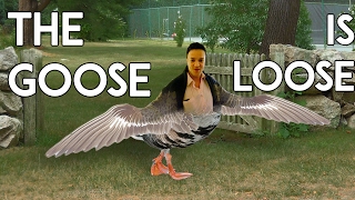 The Goose is Loose  Speedrunner RWhiteGoose [upl. by Narruc]