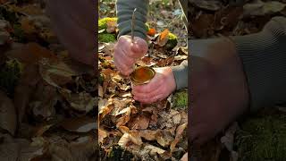 Amazing Life Hack： Open in 10 Seconds survival bushcraft outdoors lifehacks ideas skills cam [upl. by Latta]