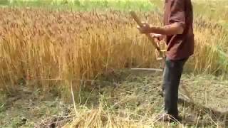 Harvesting wheat in Nepal using a scythe [upl. by Idnac]