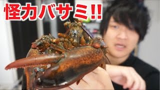 ハサミ襲撃！！ロブスターさばいてトマトソース煮を作る！！ [upl. by Yzzo644]