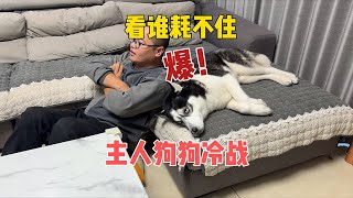 狗狗跟主人冷戰，誰也不搭理誰，當主人拿出火腿後，傻狗瞬間破防【马桶的逗比狗生】 [upl. by Llerrej97]