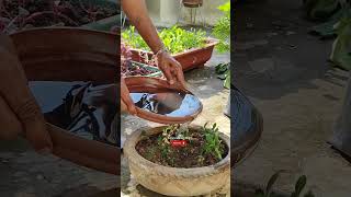 Adenium Plant Care🌱Adenium Seeds How To Grow🔥एडेनियम का पौधा🌰सीड कैसे लगाएंashasgardenstoryshorts [upl. by Hgielek]