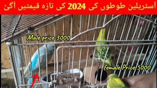 All Budgies Parrot Latest And New Price in Pakistan Budgies Parrot Price New  in🦜 Pakistan 2024🤯 [upl. by Esteban]