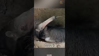 Giant anteater eats up 35000 insects a day [upl. by Pierette]