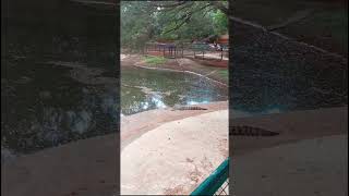 Crocodile Park in Baluarte Zoo Vigan shorts shortsvideo vigan zoo crocodilepark crocodile [upl. by Varian246]