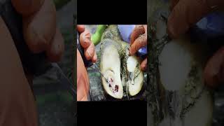 Horse Foot Treatment​ [upl. by Packton]