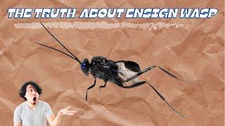 Ensign Wasp  what you should know [upl. by Nwahsaj]