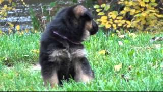 Les chiots berger allemand a Holi 1 mois de vie [upl. by Namrehs]