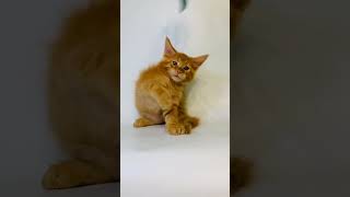 Ross Red Maine Coon Male Kitten Available Now  Purebred Kitties [upl. by Downing]