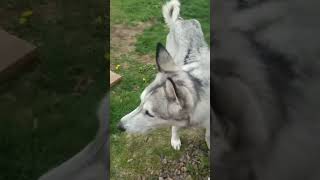 The best Ibby video from 2020 part 1 The OG dog vs squirrel [upl. by Cinamod814]