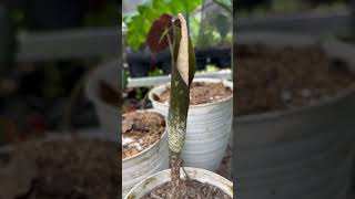 Amorphophallus sagitarius [upl. by Clarine288]