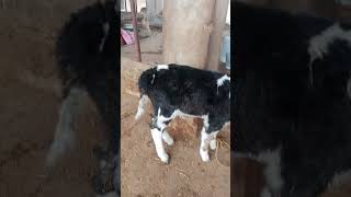 HF Heifer cow dairy dr Ghazanfar Ali [upl. by Elysha]