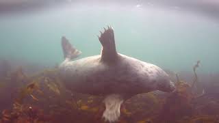 Farne Isles  Diving with Seals [upl. by Maryjo952]