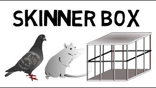 Das Skinner Box Experiment leicht erklärt [upl. by Russi]