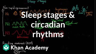 Sleep stages and circadian rhythms  Processing the Environment  MCAT  Khan Academy [upl. by Mada]