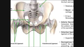 The Sacroiliac Joint Part 1  Major Ligaments amp Structures [upl. by Kinny566]