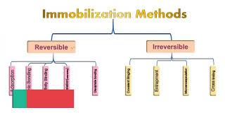 Enzyme Immobilization [upl. by Anoirb760]