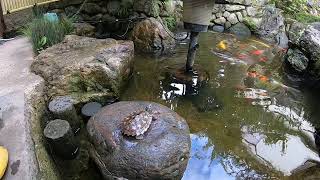 キマダラチズガメ yellow blotched map turtle [upl. by Estes]