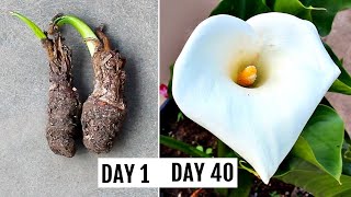 How To Grow Calla Lily RIGHT Way At RIGHT Time [upl. by Akkinahs616]