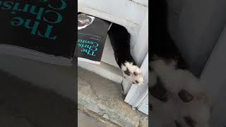 Cat Tries Attacking Mailman [upl. by Anerat]