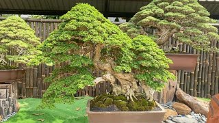 INSPIRASI BONSAI PAMERAN PIALA PRESIDEN 2024  PANCALI tidak ikut kontes [upl. by Tindall]