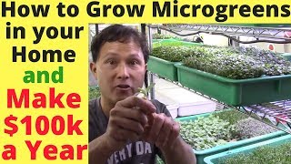 How to Grow Microgreens in Your Home amp Make 100000 a Year [upl. by Joon]